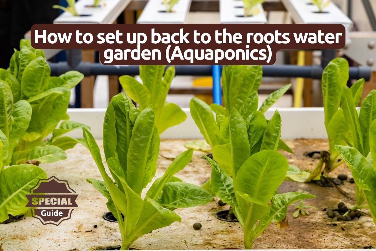 How do you set up back to the roots water garden