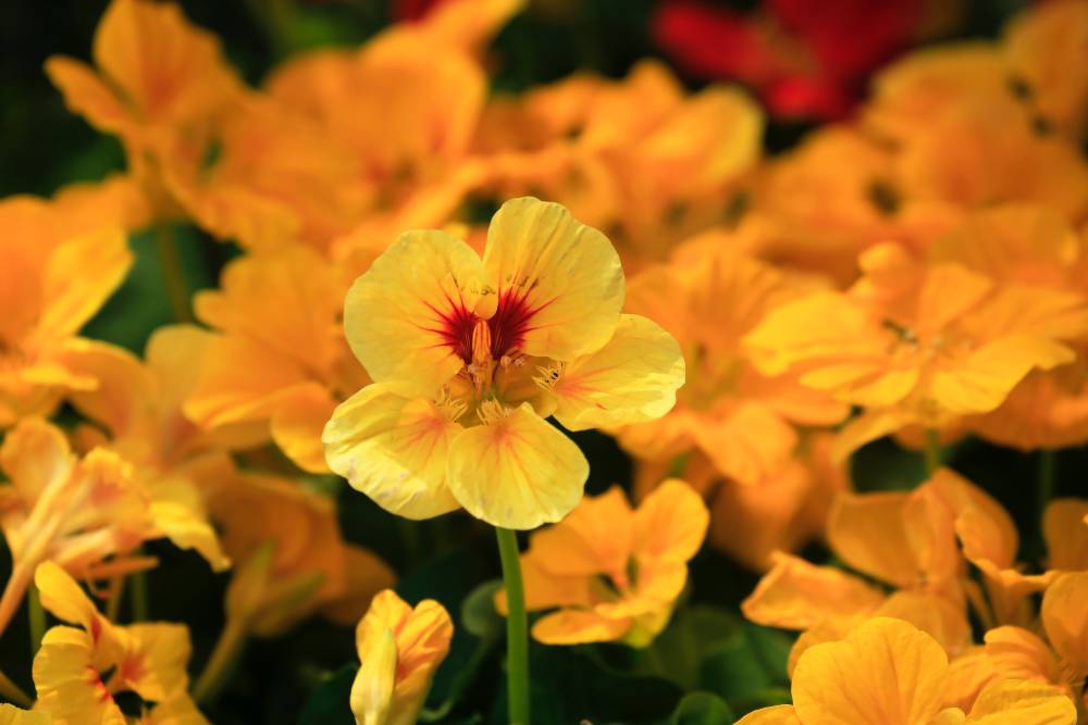 Nasturtiums is one of the best flowers to grow in aquaponics
