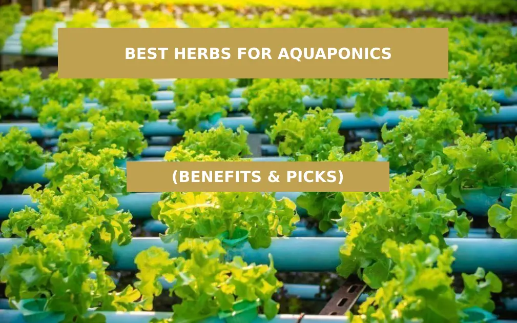 Best Herbs for aquaponics
