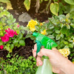 The Best Homemade Insecticides for Vegetable Garden