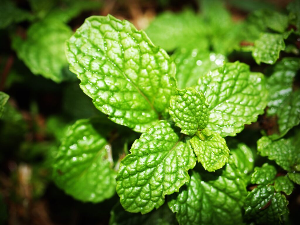peppermint for scented candle