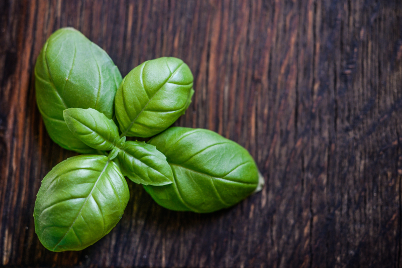 Basil for Plants That Repel Insects and Rodents