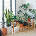 Healthiest plants to have in your home