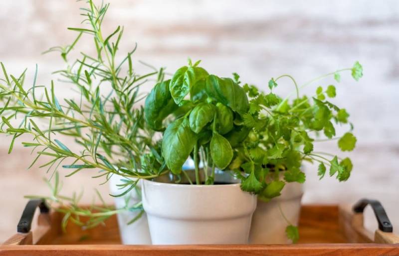 Growing Herbs Indoors Without Sunlight