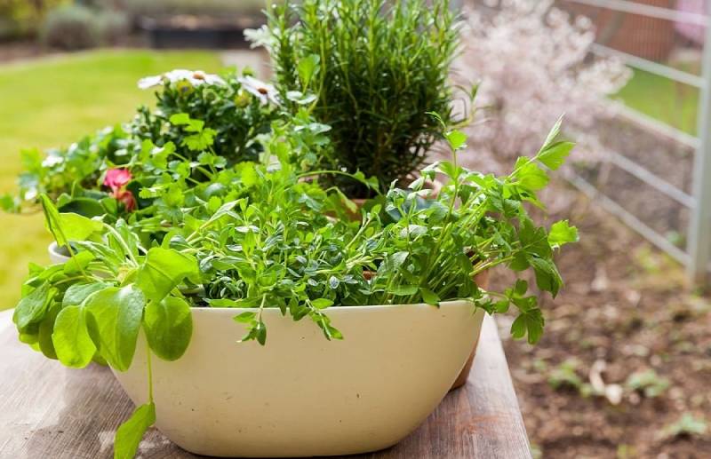 What Herbs Can You Grow Indoors Without Sunlight?