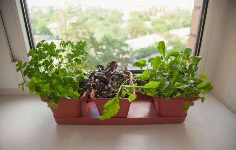 The Best Location for Your Indoor Herb Garden