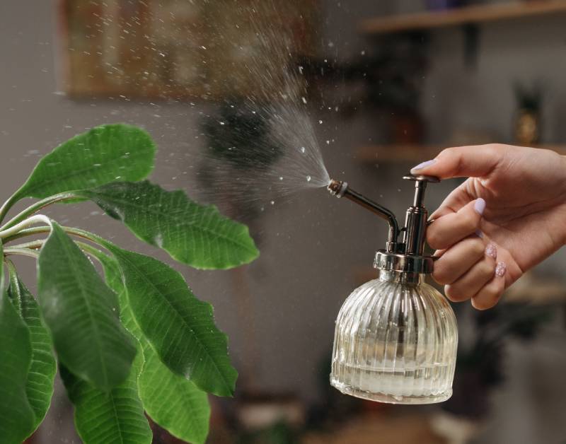 Natural Remedies for Bug Control - How to Get Rid of Bugs on Indoor Plants Naturally