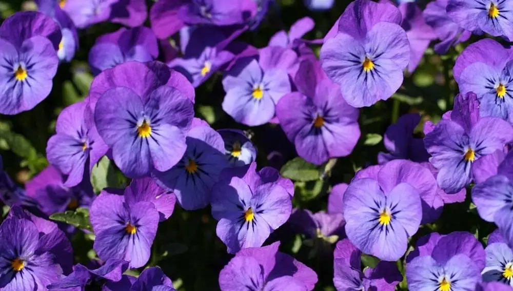 Violas flowers for aquaponics