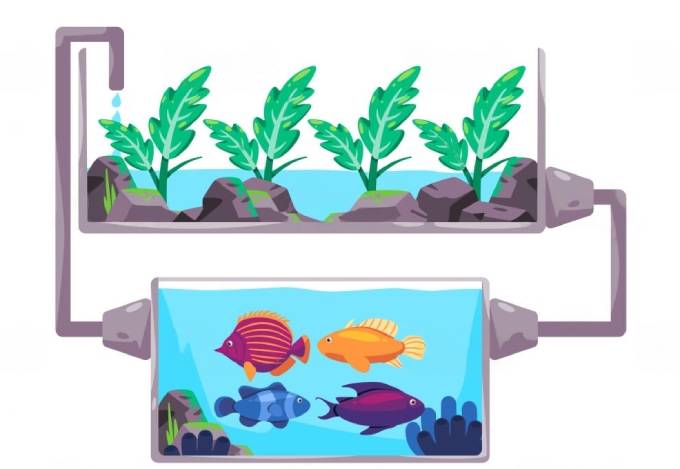 Tips for Perfecting Your Aquaponics Fish and Plant Ratio
